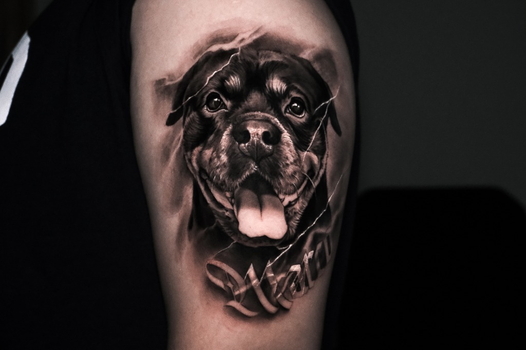 Realist Rottweiler Portresi